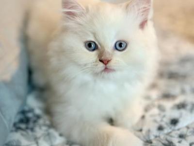 Mochi Litter F - Himalayan - Gallery Photo #1