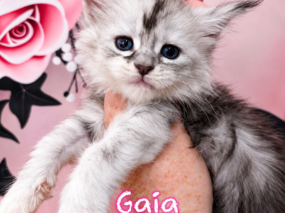 Gaia The God & Goddess Litter - Maine Coon - Gallery Photo #1