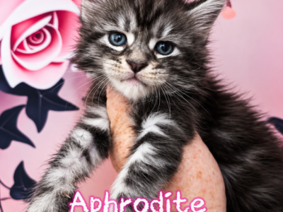 Aphrodite The God & Goddess Litter - Maine Coon - Gallery Photo #1