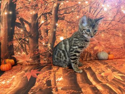 Sahara Male 1 - Bengal - Gallery Photo #1