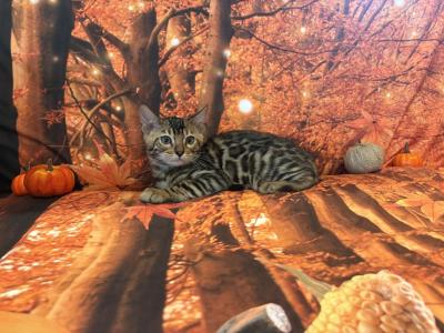 Sahara Babies - Bengal - Gallery Photo #1