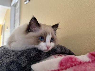 Nala - Ragdoll - Gallery Photo #1