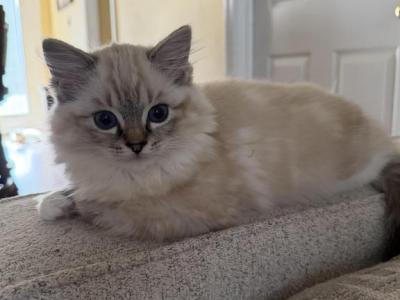 Honey - Ragdoll - Gallery Photo #1