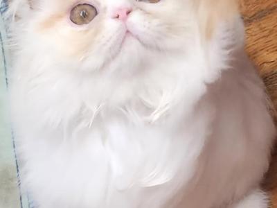 Baby Boy - Persian - Gallery Photo #1