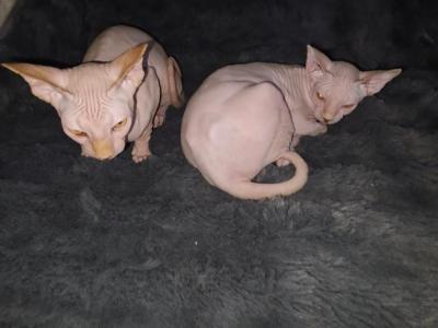Libra Boys - Sphynx - Gallery Photo #1