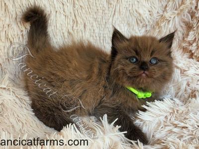 Stunning TICA Seal Sepia Cherubim Ragdoll Kitten - Ragdoll - Gallery Photo #1
