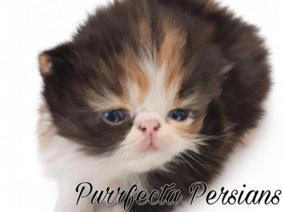 Papered Exotic Longhair Persian - Persian - Gallery Photo #1