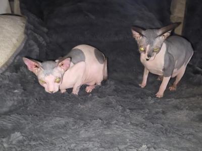 Kameo Boys - Sphynx - Gallery Photo #1