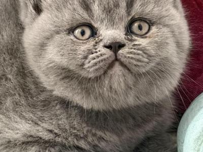 Hermes - British Shorthair - Gallery Photo #1