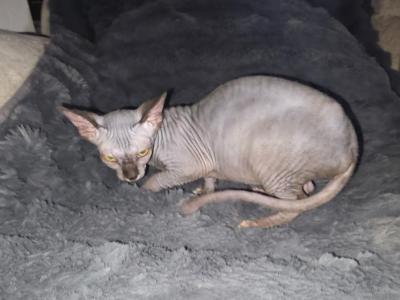 Kapri - Sphynx - Gallery Photo #1