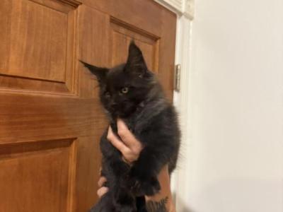 Smoke - Maine Coon - Gallery Photo #1