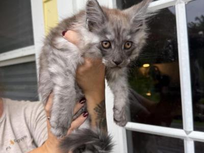 Valor - Maine Coon - Gallery Photo #1