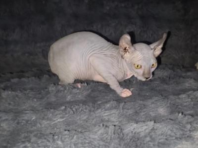 Lotus Boys - Sphynx - Gallery Photo #1