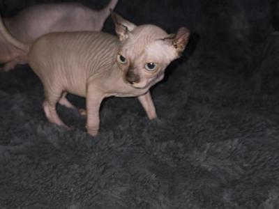 Belini Girls Elf Eared - Sphynx - Gallery Photo #1