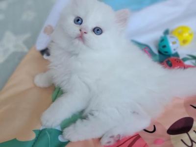 MUFFIN - Persian - Gallery Photo #1