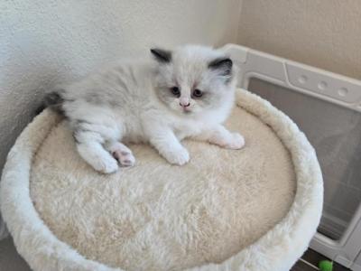 Oliver - Ragdoll - Gallery Photo #1