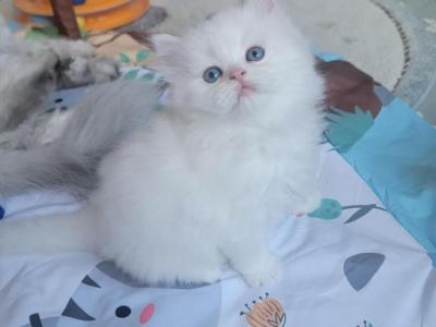MARSHMELLOW - Persian - Gallery Photo #1