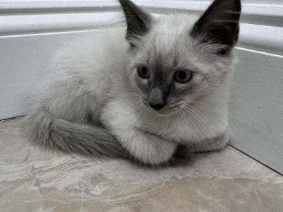 Max - Ragdoll - Gallery Photo #1
