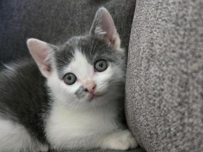Gem - Domestic - Gallery Photo #1