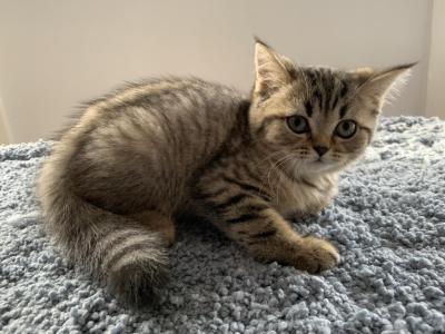 Milo - Scottish Straight - Gallery Photo #1