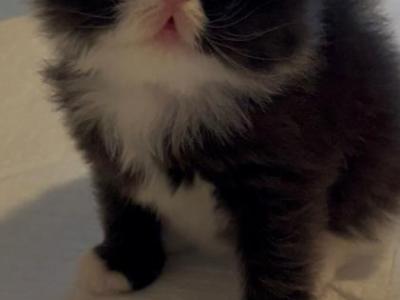 Sylvester - Persian - Gallery Photo #1
