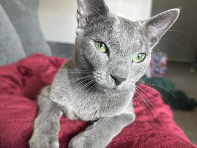 Apollo - Russian Blue - Gallery Photo #1