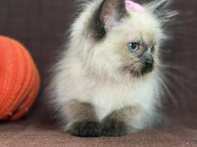 Seal Point Ragdoll - Ragdoll - Gallery Photo #1