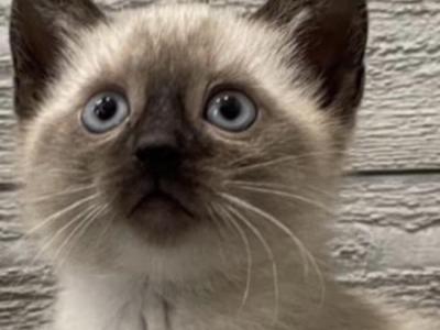 Siamese Girl - Siamese - Gallery Photo #1
