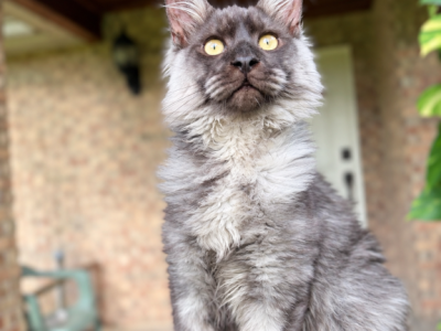 Black Smoke Polydactyl Male - Maine Coon - Gallery Photo #1