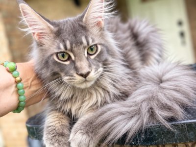 Dolly  Blue Sweet Female - Maine Coon - Gallery Photo #1