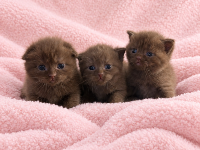 Chocolate Scottish Fold Kittens - Scottish Fold - Gallery Photo #1