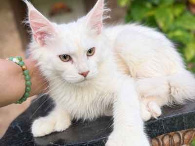 Polydactyl Boy Ivory - Maine Coon - Gallery Photo #1