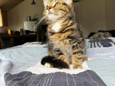 Milo - Domestic - Gallery Photo #1