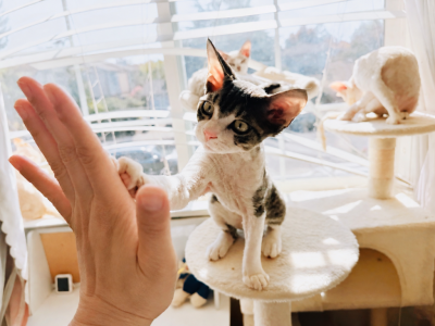 Hotpot - Devon Rex - Gallery Photo #1