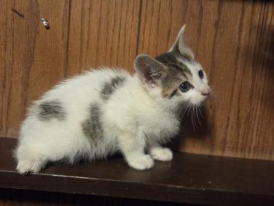 Calico Female Kitten - Domestic - Gallery Photo #1