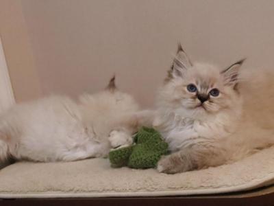 Seal Lynx Mitted - Ragdoll - Gallery Photo #1