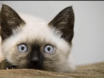 Adorable Siamese Kitten - Siamese - Gallery Photo #1