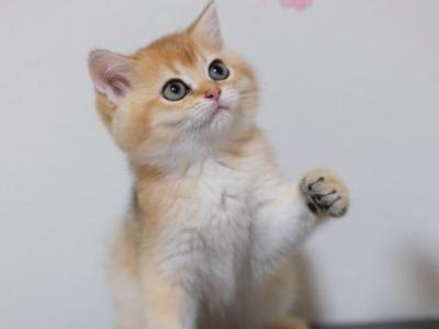 Lina - British Shorthair - Gallery Photo #1