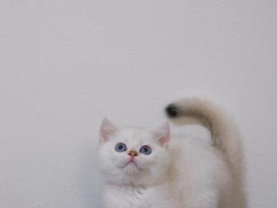 Lilly - British Shorthair - Gallery Photo #1