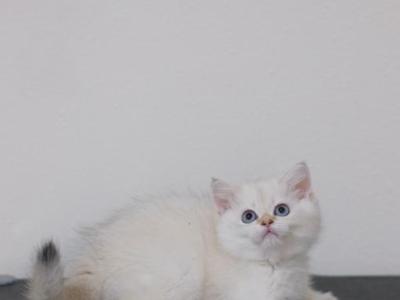 Leo - British Shorthair - Gallery Photo #1