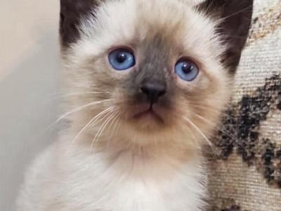 Siamese Kitten - Siamese - Gallery Photo #1