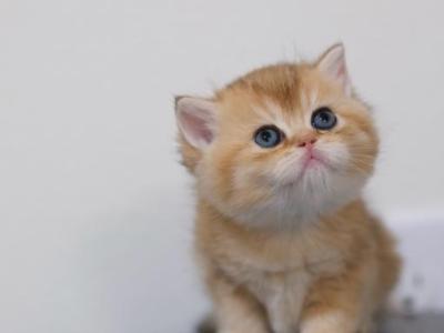 Mia - British Shorthair - Gallery Photo #1