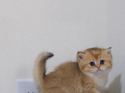 Miko - British Shorthair - Gallery Photo #1