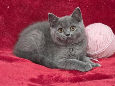 Pink - British Shorthair - Gallery Photo #1
