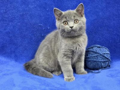 Navy - British Shorthair - Gallery Photo #1