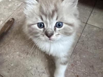 TONY THE TIGER - Ragdoll - Gallery Photo #1