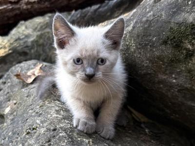 Smokey - Siamese - Gallery Photo #1