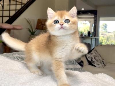 Golden Chinchilla Ny12 - British Shorthair - Gallery Photo #1