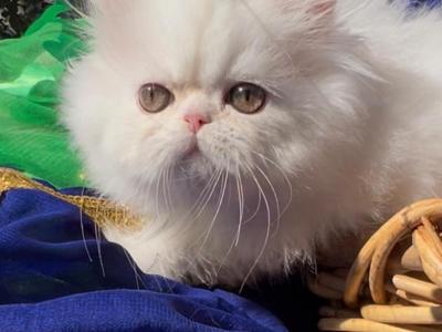 Beautiful Dollface Light Golden Shaded Looks White - Persian - Gallery Photo #1