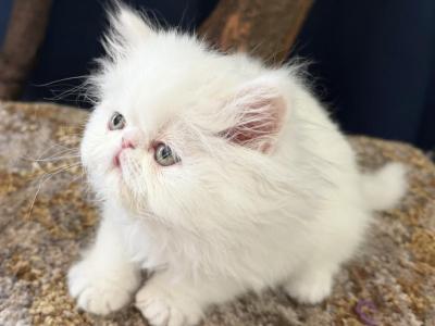 White Persian Boy Ready To Go - Persian - Gallery Photo #1